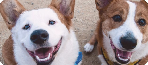 Cachorro em tratamento
